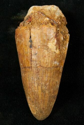 Cretaceous Fossil Crocodile Tooth - Morocco #17095